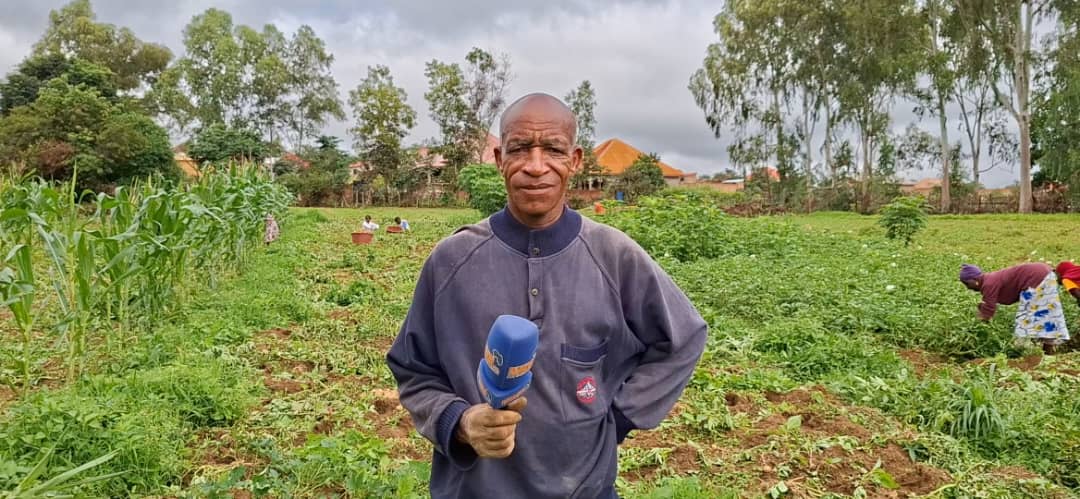 À Labé, des agriculteurs confrontés à la pourriture de leurs cultures : « l’abondance des pluies est notre pire ennemi cette année »