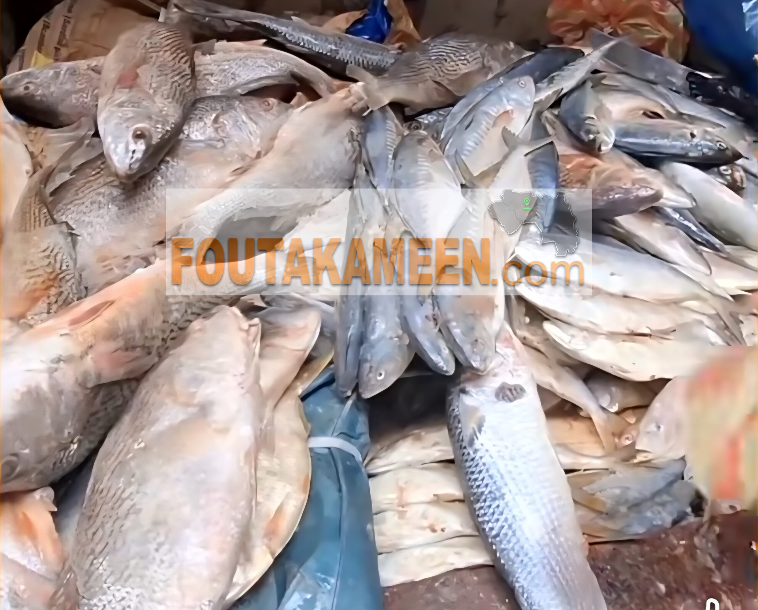 Pénurie et hausse du prix du poisson à Labé : les commerçants pointent plusieurs causes Pénurie et hausse du prix du poisson à Labé : les commerçants pointent plusieurs causes