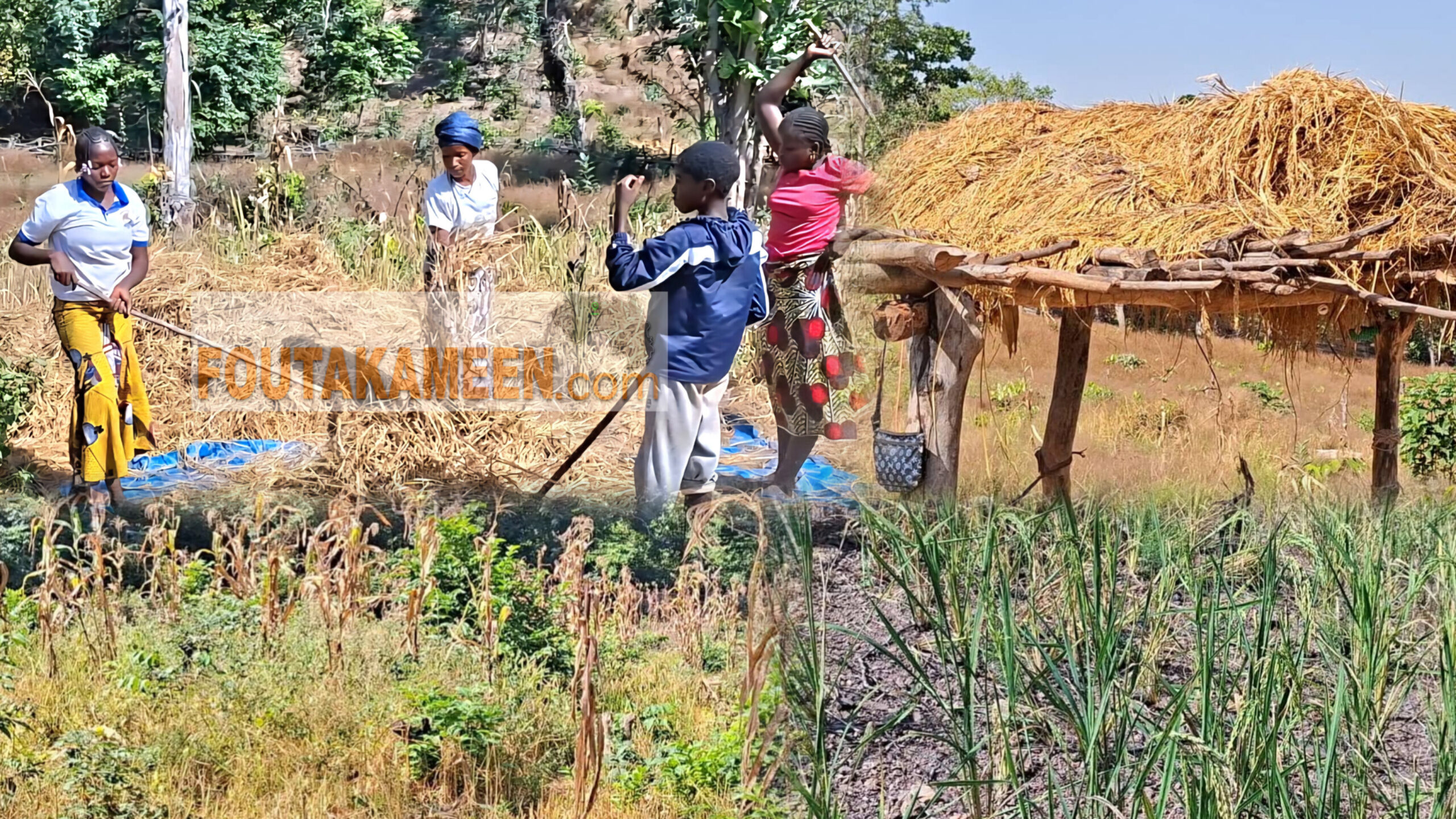 Riz, sueur et survie : la difficile réalité des riziculteurs de Gadha-Woundou