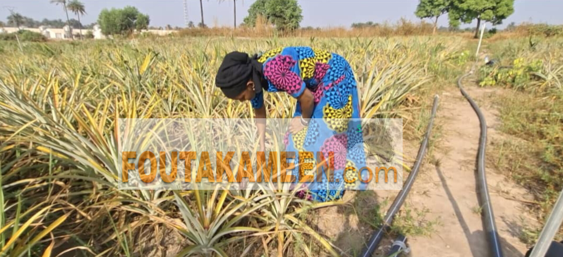 À Kindia, le feu guette les champs d’ananas : Jumelles Agribusiness refuse le silence 