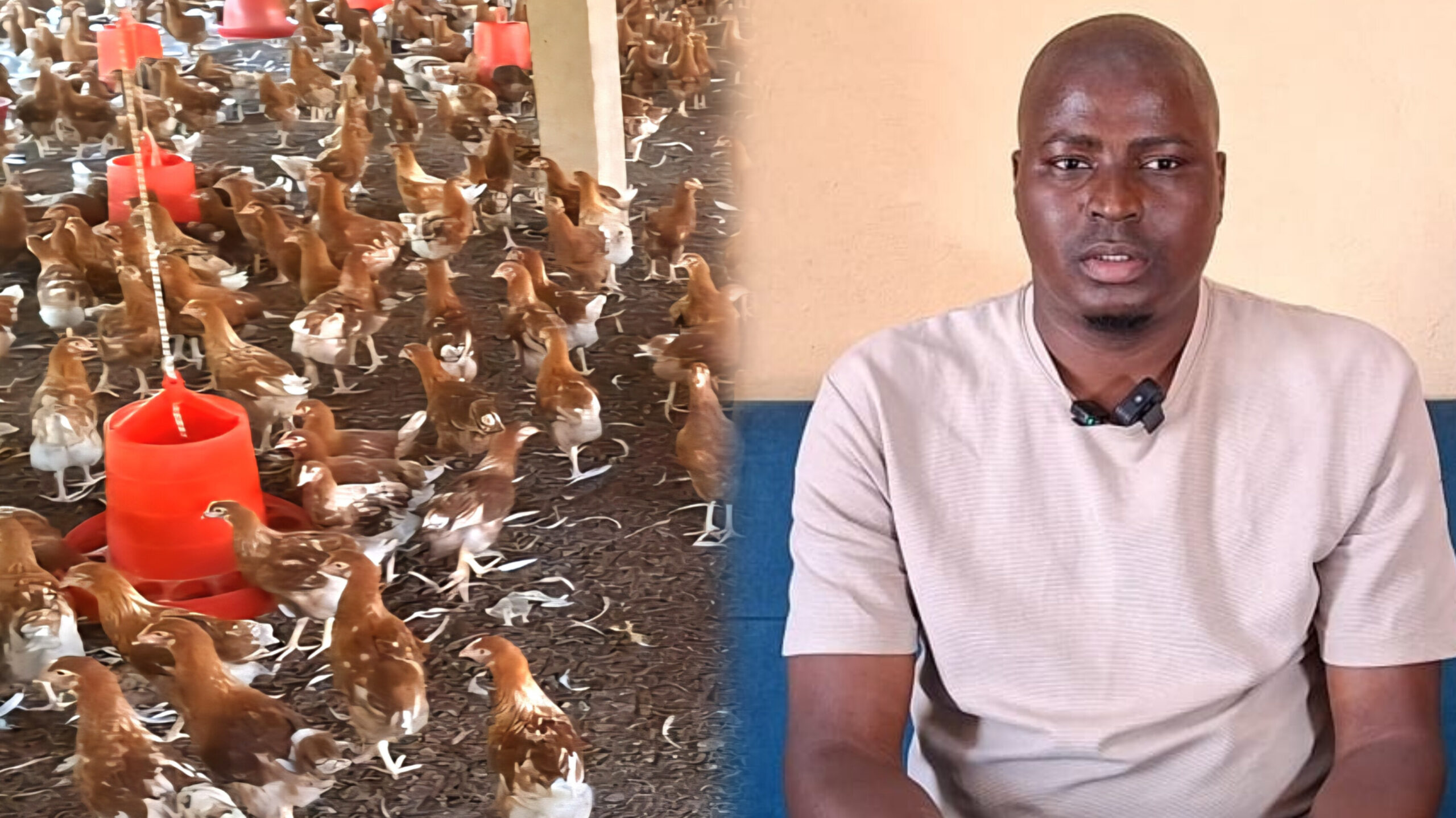 Élevage de poules : un métier rentable mais semé d’embûches, un éleveur raconte ses défis